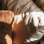 Warm and inviting cushions bathed in soft sunlight, creating a cozy home ambiance.